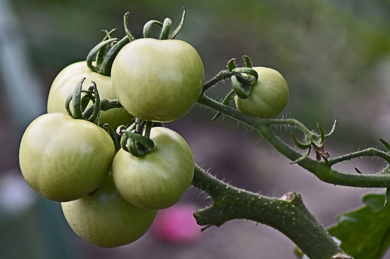 Pomidorai, Panicle, Žalias, Sodas, Nemokamos Nuotraukos,  Nemokama Licenzija