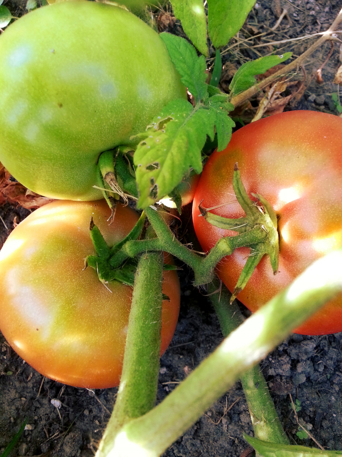 Pomidorai,  Pomidoras,  Sodas,  Sodininkas,  Augti,  Auga,  Derlius,  Daržovių,  Pomidorai, Nemokamos Nuotraukos