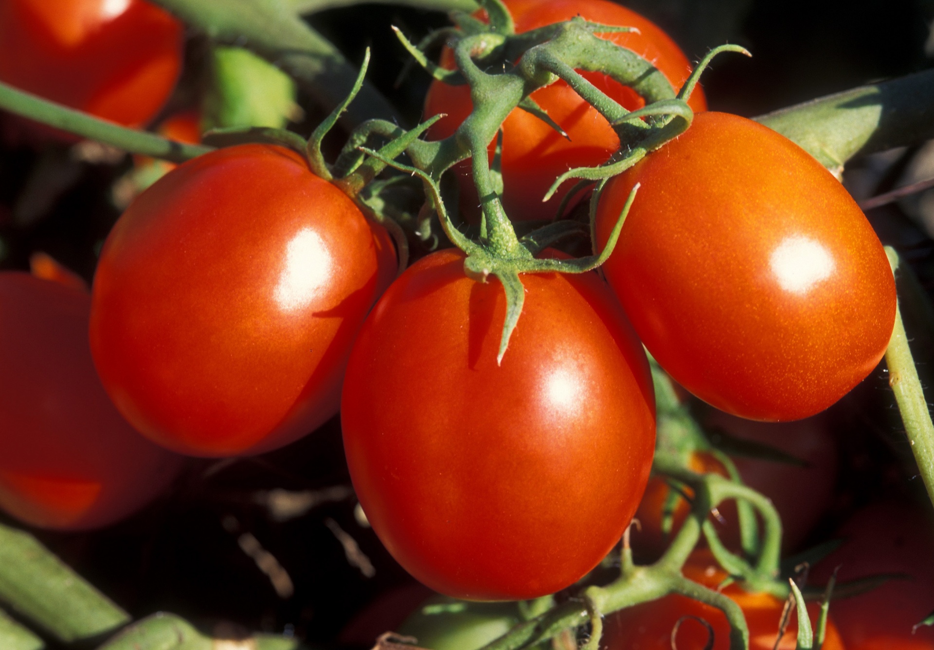 Pomidorai,  Raudona,  Auga,  Augalas,  Vynmedis,  Prinokę,  Uždaryti & Nbsp,  Viešasis & Nbsp,  Domenas,  Usda
