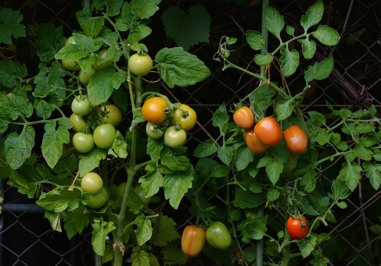 Pomidorai, Krūmų Pomidorai, Sodas, Daržovių Auginimas, Nachtschattengewächs, Namai Ir Sodas, Brandos Lygis, Pomidorų Krūmas, Daržovių Sodas, Veisimas