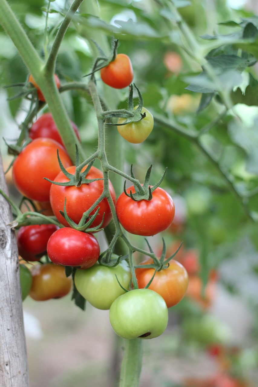 Pomidorai, Dacha, Daržovės, Derlius, Elitexpo, Nemokamos Nuotraukos,  Nemokama Licenzija