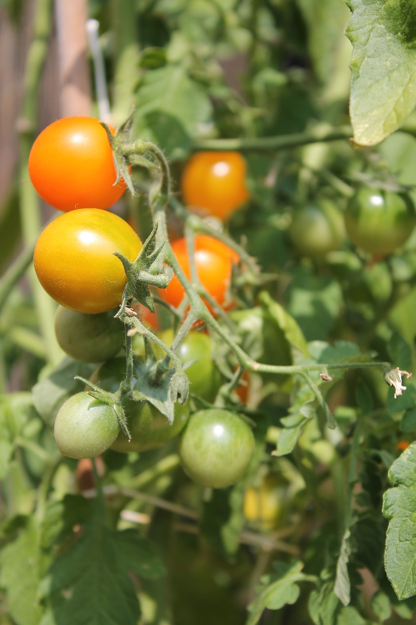 Pomidorai, Augalas, Pomidorų Augalas, Krūmas, Raudona, Žalias, Oranžinė, Nemokamos Nuotraukos,  Nemokama Licenzija