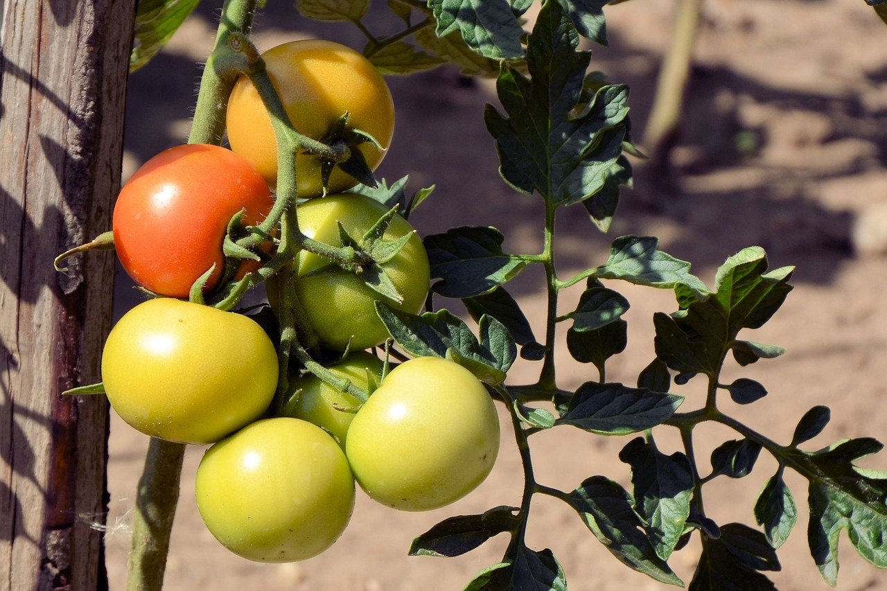 Pomidorai, Nesubrendusio, Daržovės, Sodas, Pomidorų Krūmas, Nachtschattengewächs, Panicle, Nemokamos Nuotraukos,  Nemokama Licenzija