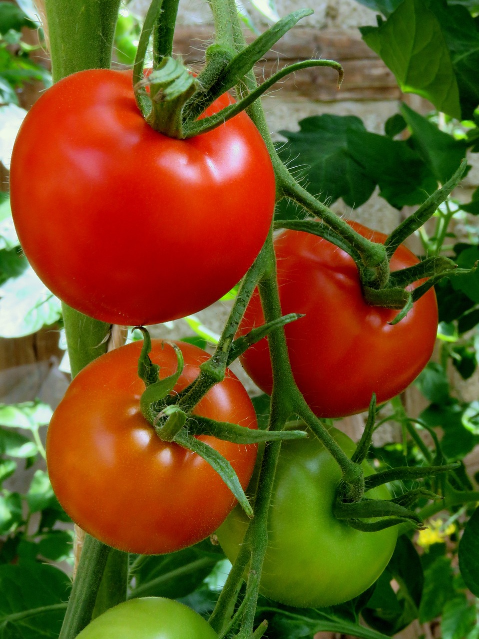 Pomidorai, Raudona, Daržovės, Sveikas, Santvaros, Prinokę, Krūmų Pomidorai, Pomidorų Augalas, Tomatenrispe, Sultingas