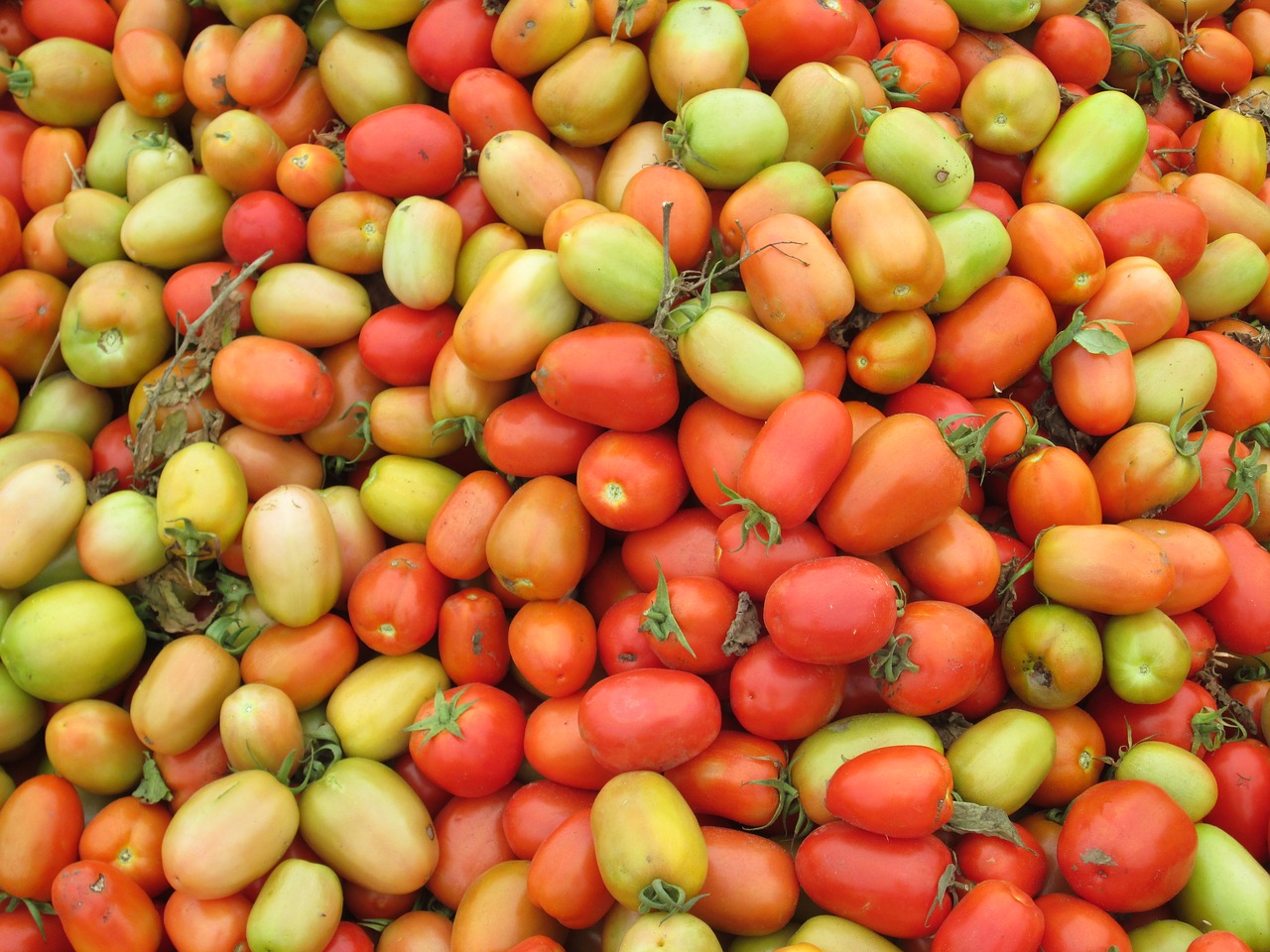 Pomidorai, Raudona, Žalias, Daržovės, Vaisiai, Daržovių, Maistas, Sveikas, Vaisių Sodas, Gamta