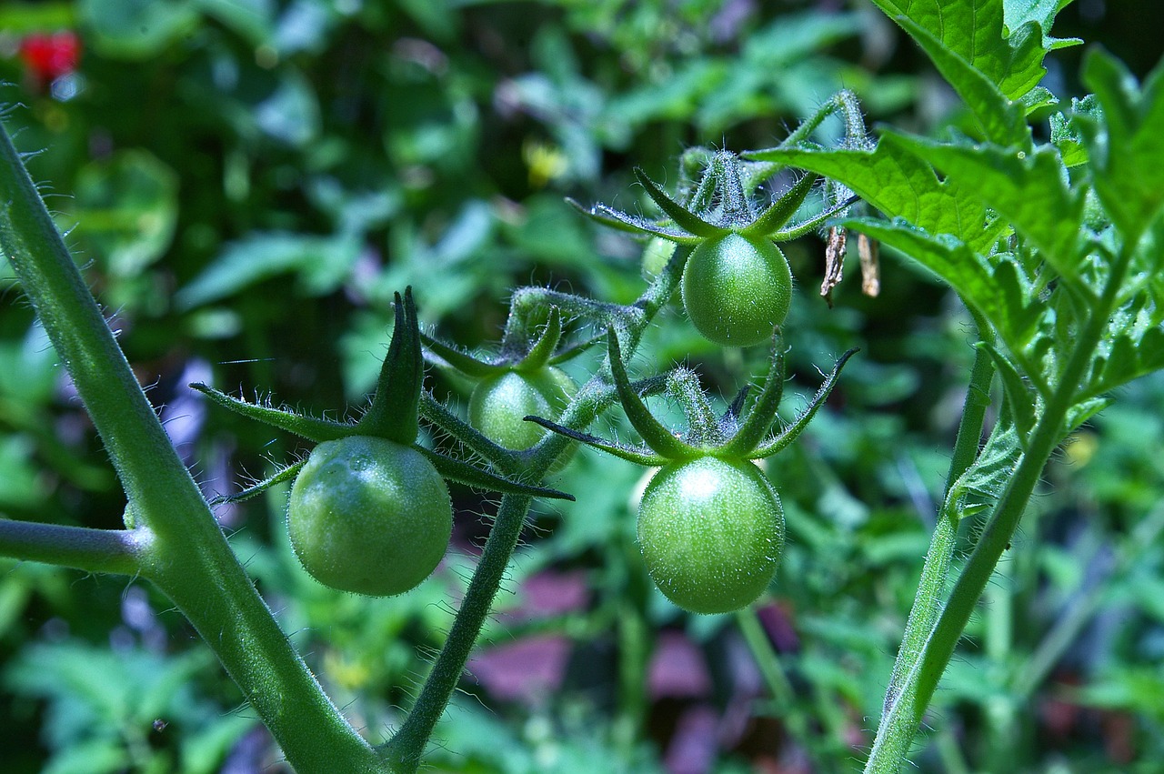 Pomidorai, Kepti Žali Pomidorai, Nepagaruoti Pomidorai, Naschtomaten, Žalias, Nesubrendusio, Sodas, Nachtschattengewächs, Daržovės, Maistas