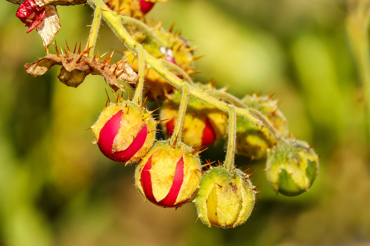 Pomidorai, Litchi Pomidorai, Vaisiai, Raudona, Solanum Sisymbriifolium, Nemokamos Nuotraukos,  Nemokama Licenzija