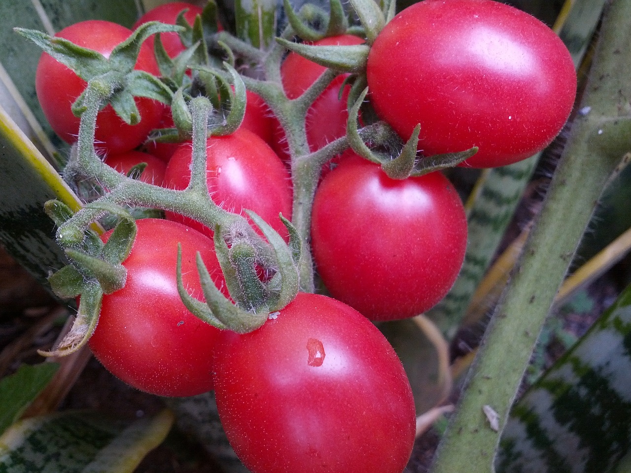 Pomidorai, Organiniai Pomidorai, Nemokamos Nuotraukos,  Nemokama Licenzija