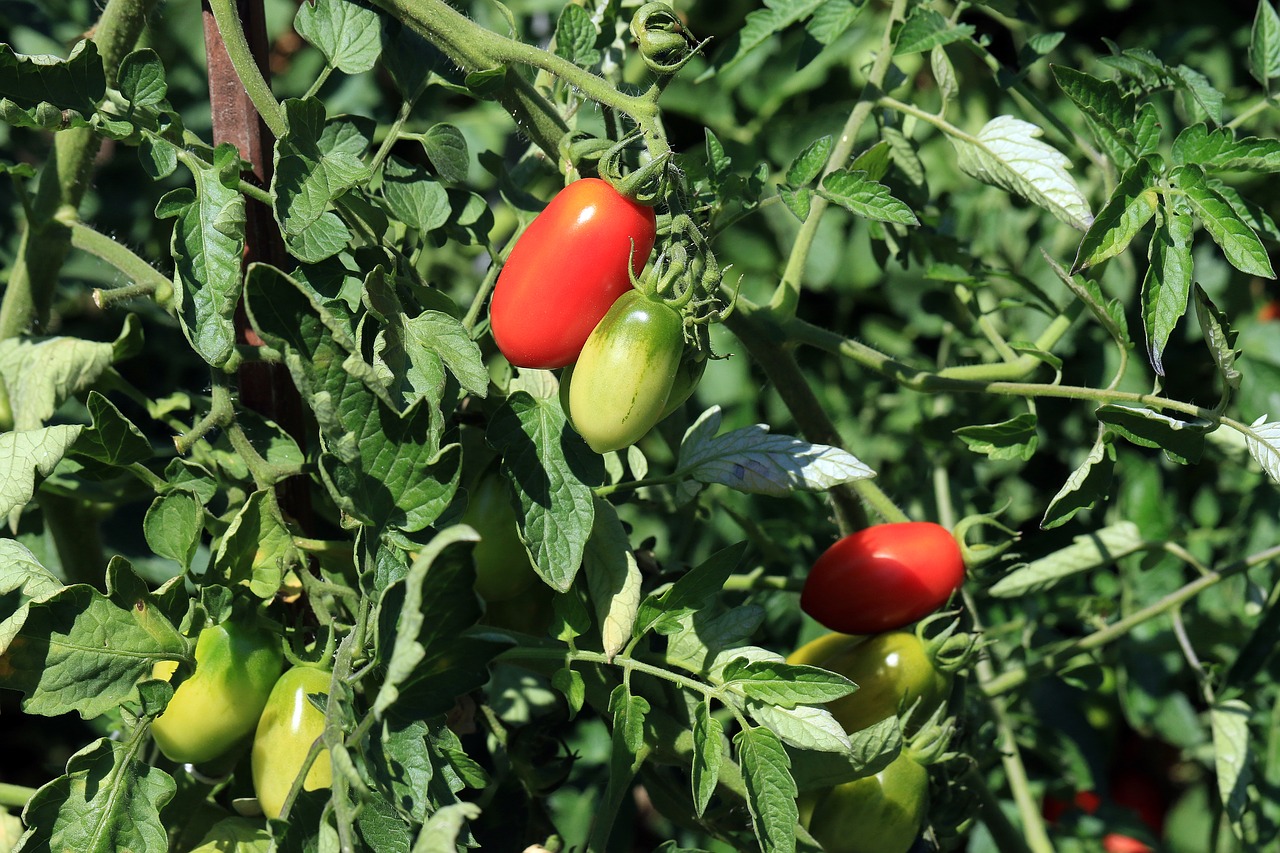 Pomidorai, Raudonas Pomidoras, Žemdirbystė, Natūralus, Daržovės, Pusryčiai, Sultingas, Purkšti, Subrendęs, Antioksidantai