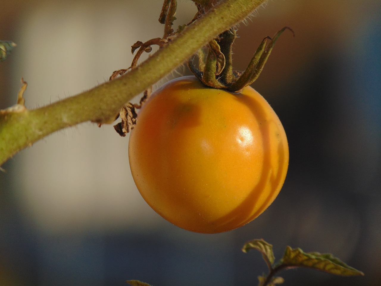 Pomidorai, Daržovės, Augalas, Pasėlių, Nemokamos Nuotraukos,  Nemokama Licenzija
