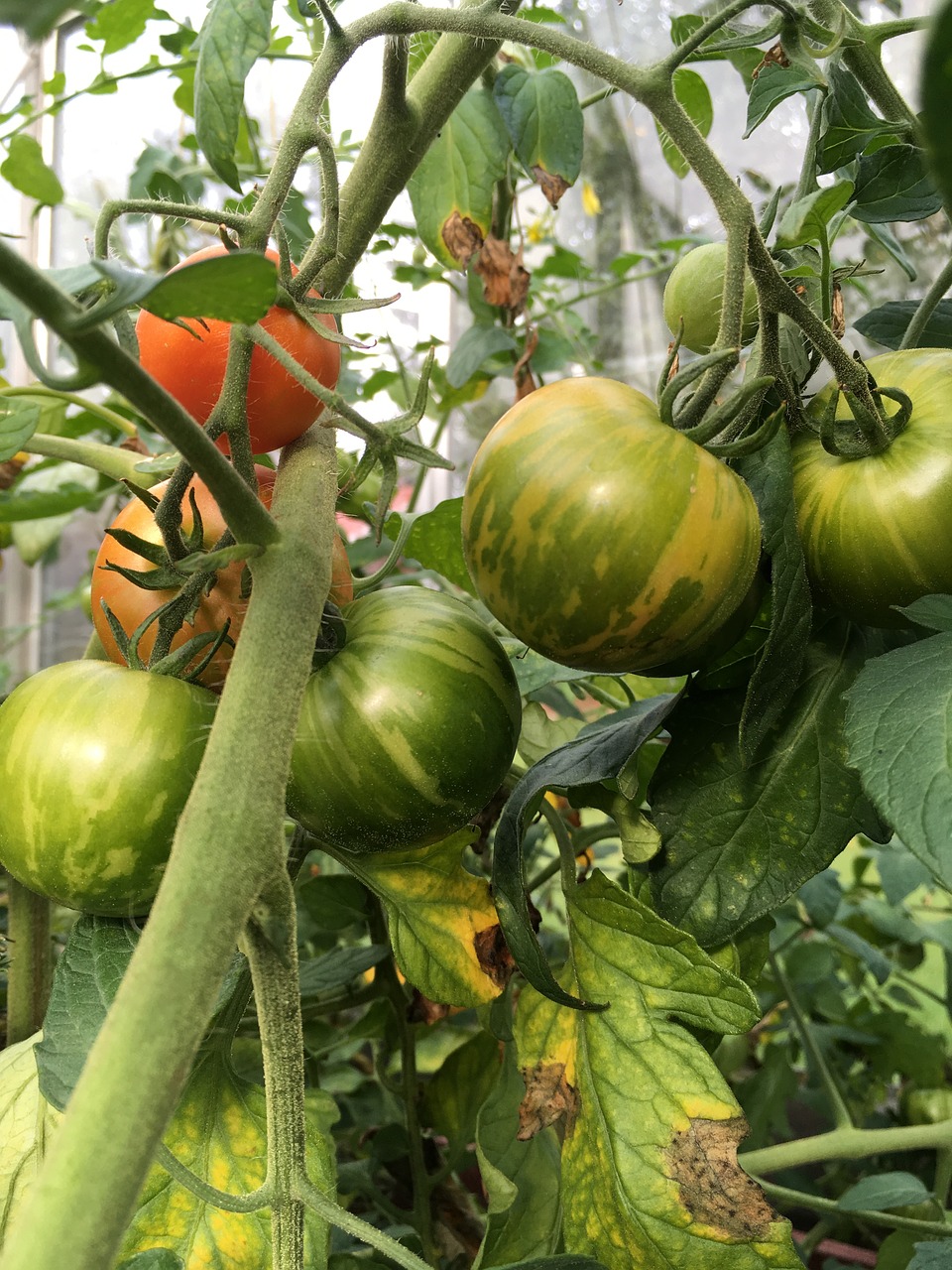 Pomidorai, Šiltnamyje, Žalias, Nemokamos Nuotraukos,  Nemokama Licenzija