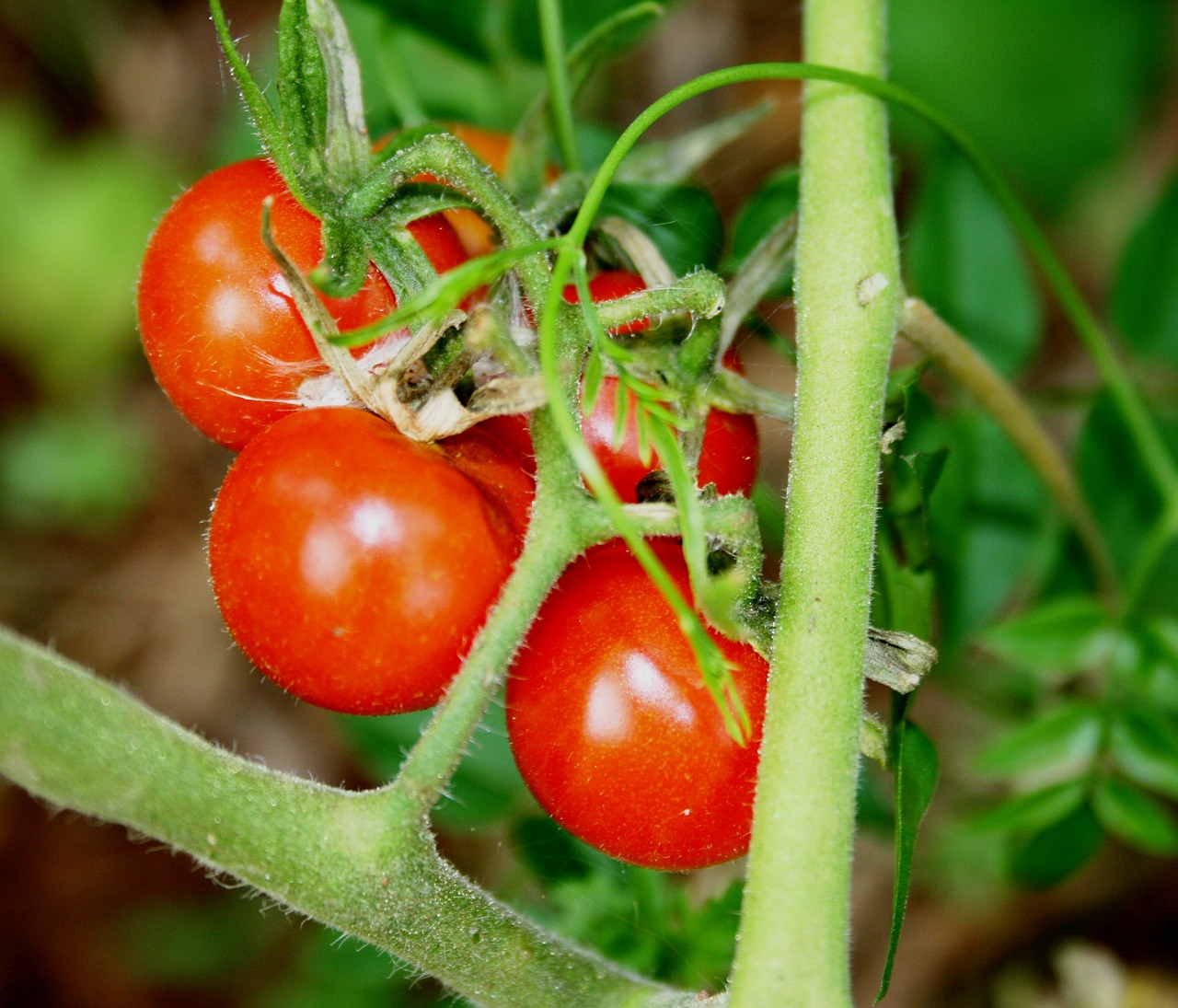 Pomidorai, Vyšniniai Pomidorai, Kokteilis, Mažas, Apvalus, Blizgantis, Raudona, Lapija, Žalias, Filialai