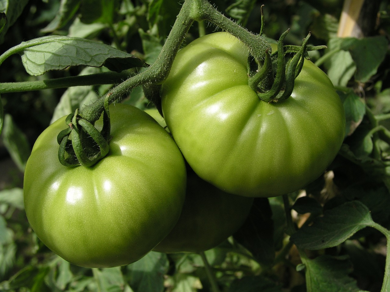 Pomidorai, Žalias, Daržovės, Nemokamos Nuotraukos,  Nemokama Licenzija