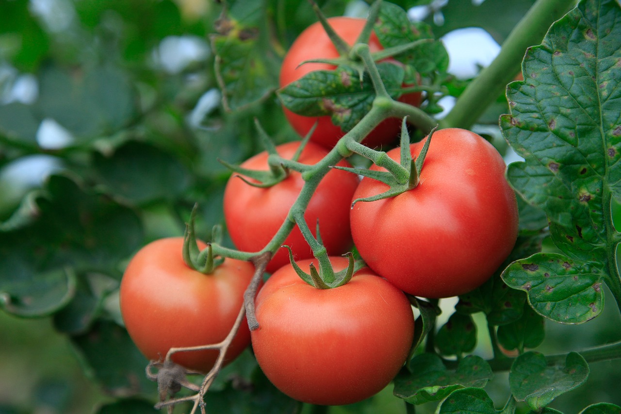 Pomidorai, Žemdirbystė, Bio, Daržovės, Mityba, Frisch, Sveikas, Valgyti, Derlius, Maistas