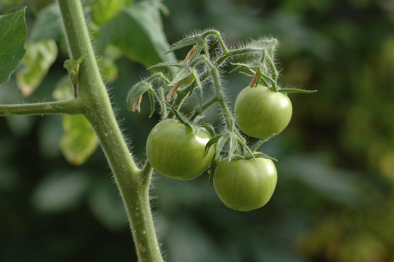 Pomidorai, Žali Pomidorai, Augalas, Daržovių, Daržovės, Sodinti, Nuolaida, Motina, Valgyti, Gamta