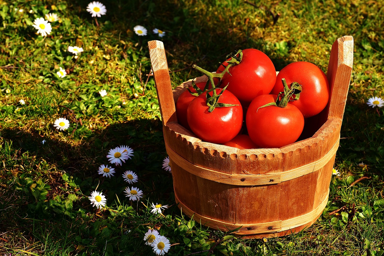 Pomidorai, Daržovės, Kibiras, Mediena, Raudona, Maistas, Sveikas, Sodas, Sodo Pomidoras, Skanus