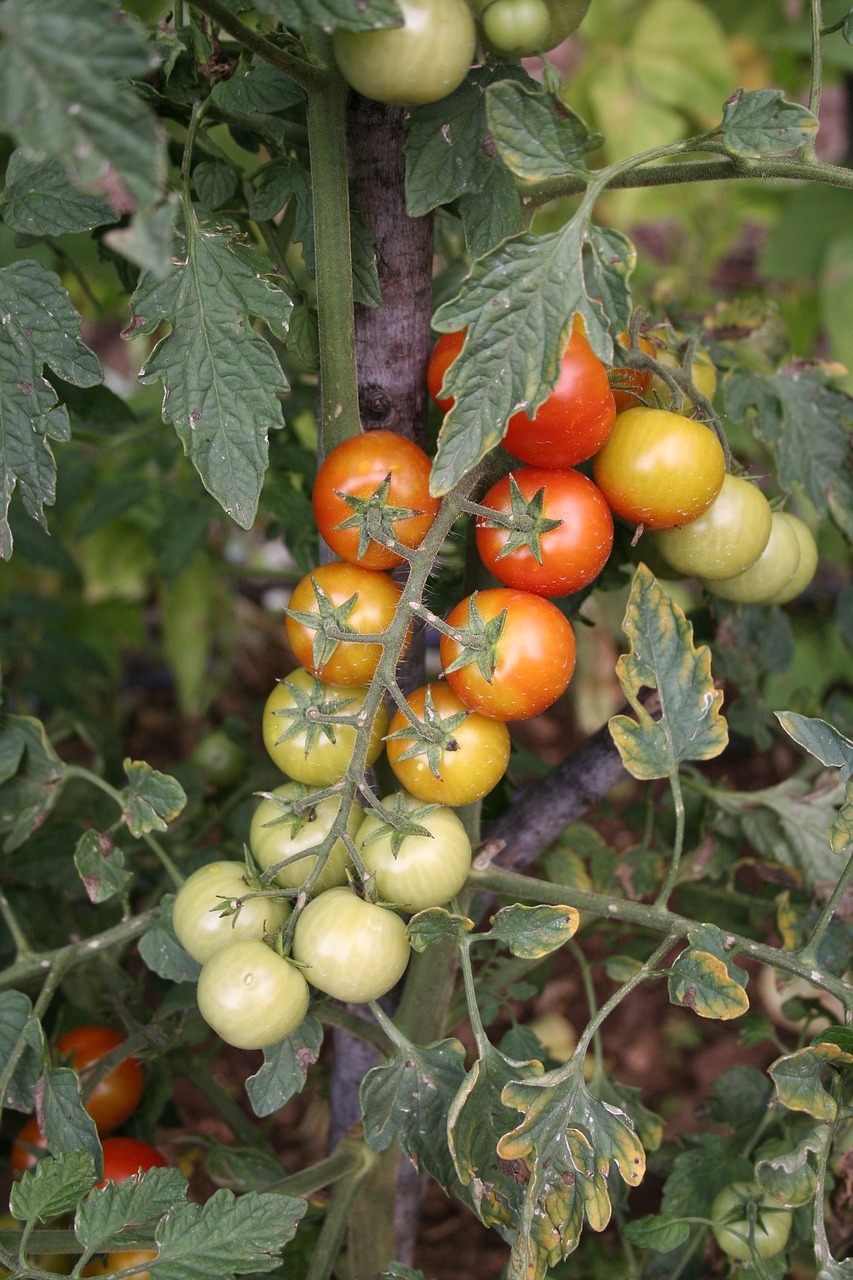 Pomidorai, Sodas, Krūva, Daržovės, Virtuvė, Vegetales, Natūralus, Nemokamos Nuotraukos,  Nemokama Licenzija