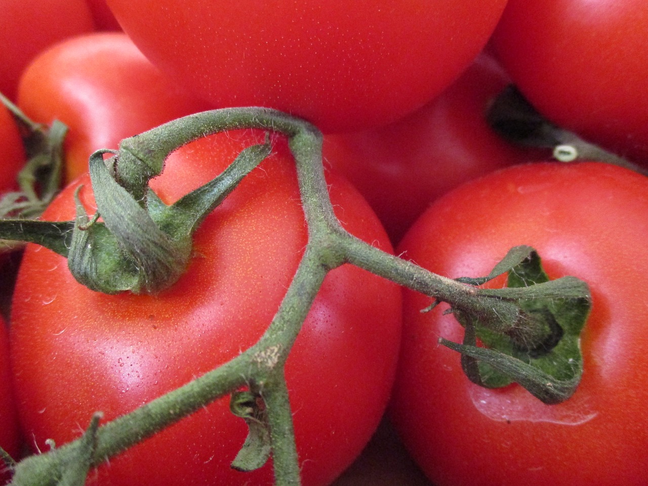 Pomidorai, Daržovės, Solanacea, Ekologiškas, Nemokamos Nuotraukos,  Nemokama Licenzija