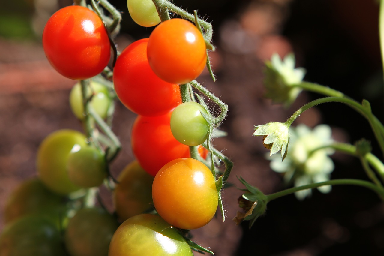 Pomidorai, Daržovės, Raudona, Nemokamos Nuotraukos,  Nemokama Licenzija
