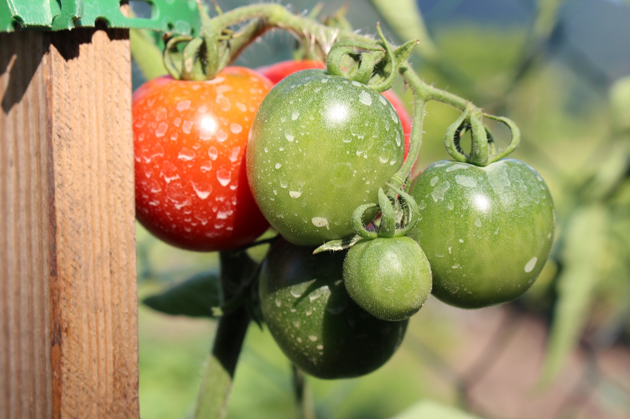 Pomidorai, Insekticidas, Chemikalai, Maistas, Sodas, Augalas, Vaisiai, Daržovės, Nemokamos Nuotraukos,  Nemokama Licenzija