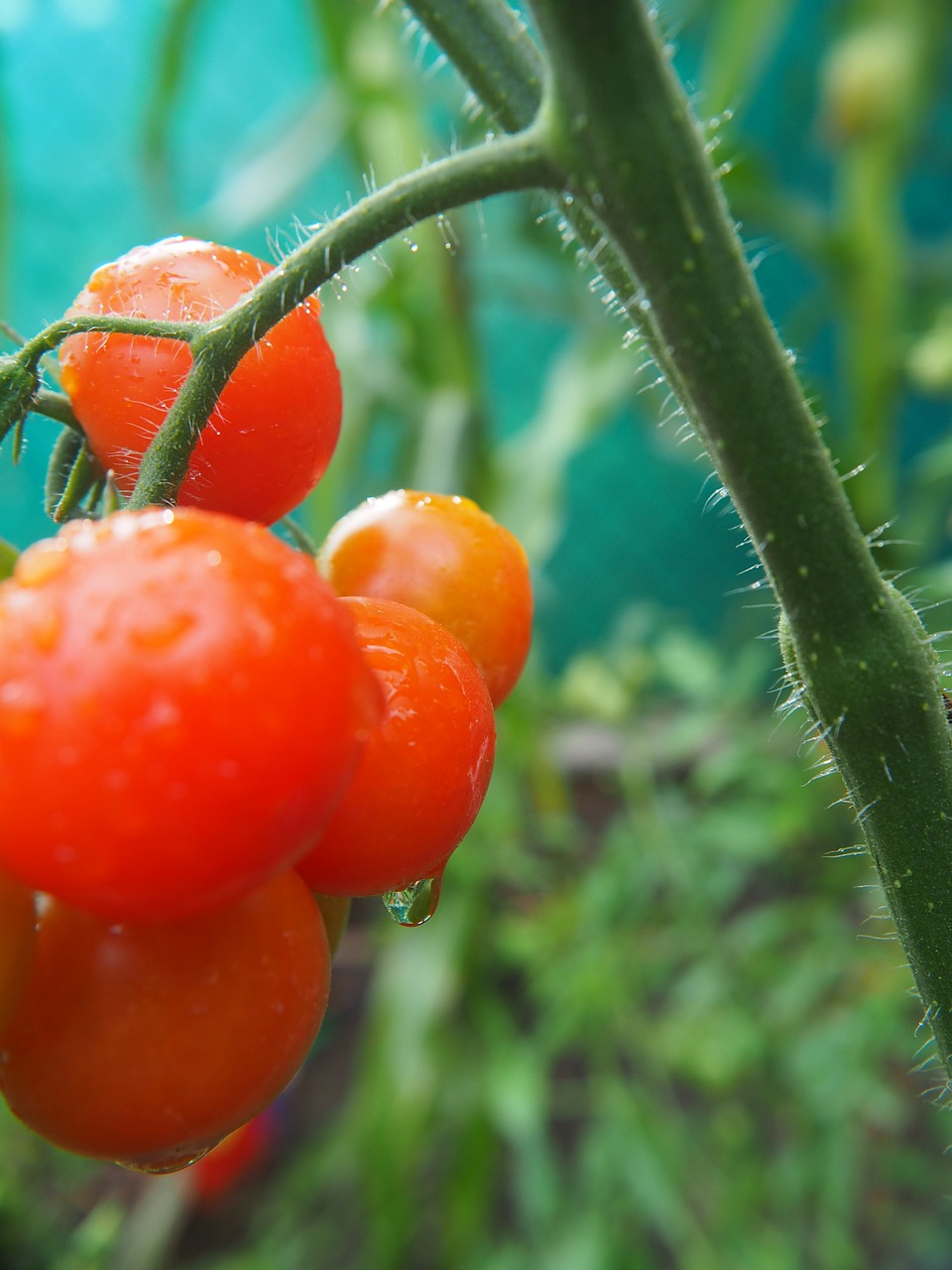 Pomidorai, Raudona, Augalas, Lašas Vandens, Daržovės, Maistas, Sveikas, Vegetariškas, Frisch, Nemokamos Nuotraukos