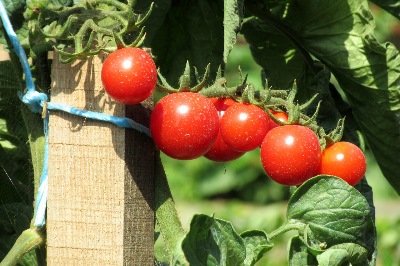 Pomidorai, Sodas, Pasėlių, Nemokamos Nuotraukos,  Nemokama Licenzija