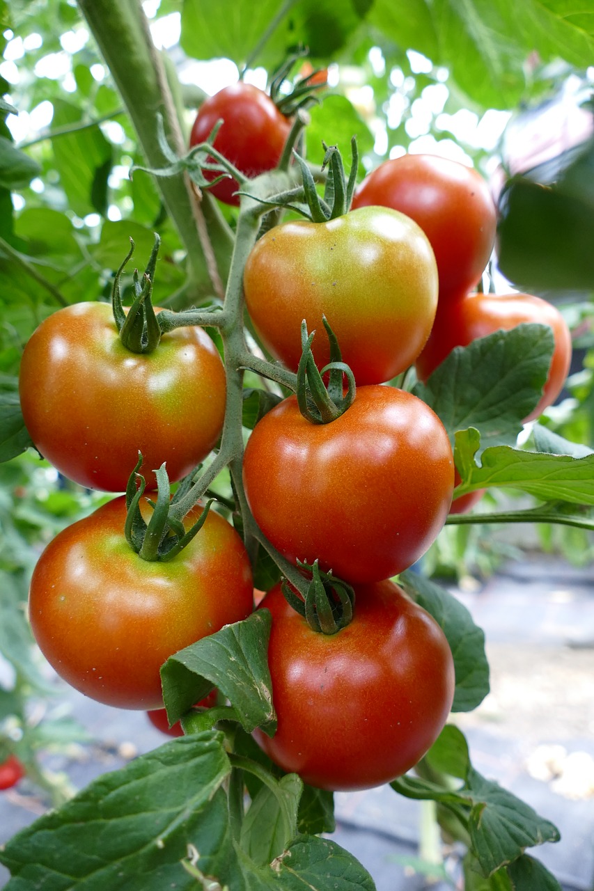 Pomidorai, Pomidorų Augalas, Raudona, Ant Vynmedžio, Veganas, Nemokamos Nuotraukos,  Nemokama Licenzija