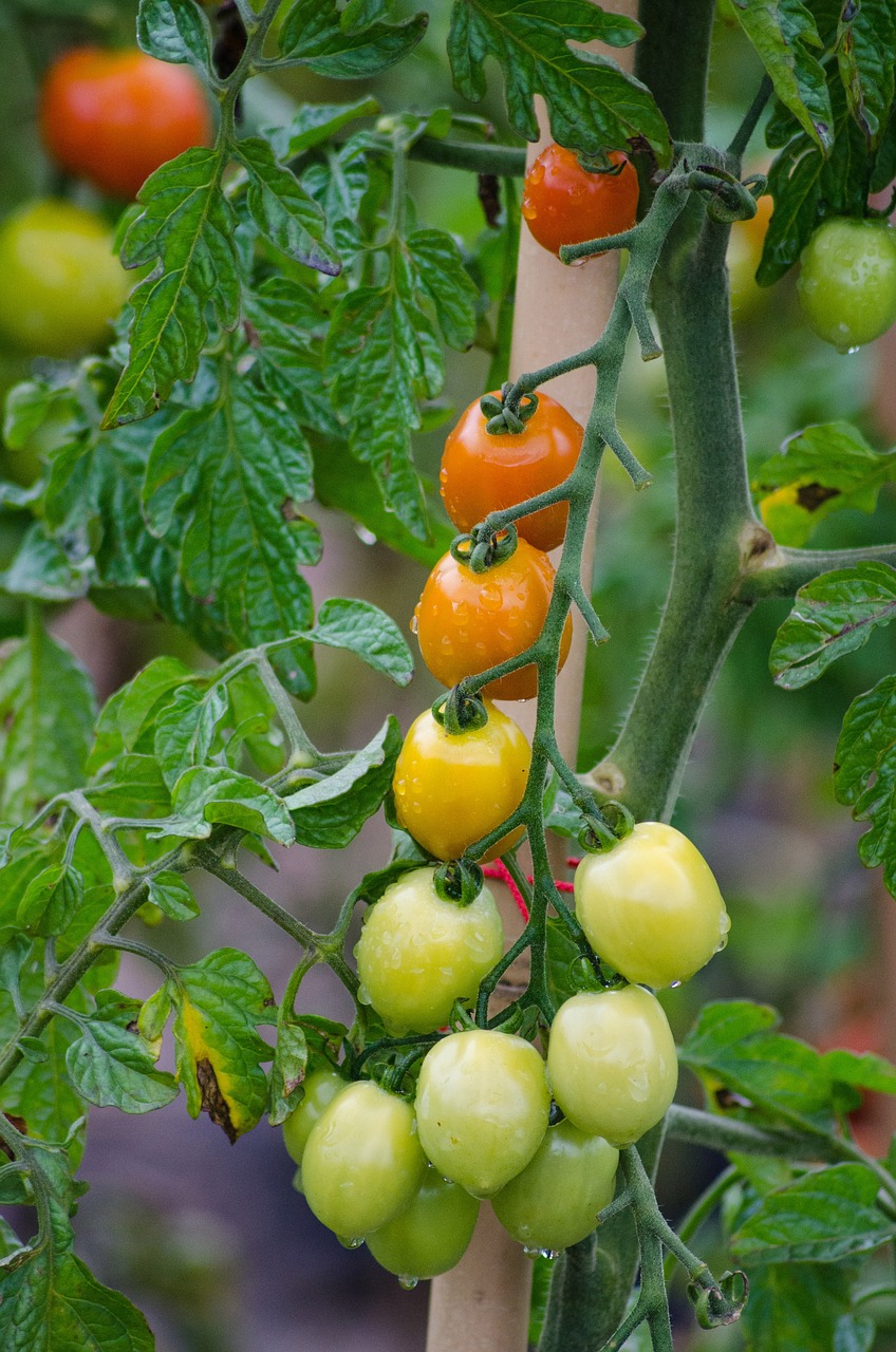 Pomidorai, Daržovės, Sodas, Krūmas, Auginimas, Maistas, Augalas, Derliaus Pomidorai, Sveikas, Gamta