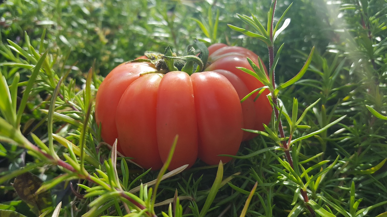Pomidorai, Daržovės, Mityba, Vegetariškumas, Šiltnamyje, Raudona, Naudoti, Mityba, Skanus, Dacha