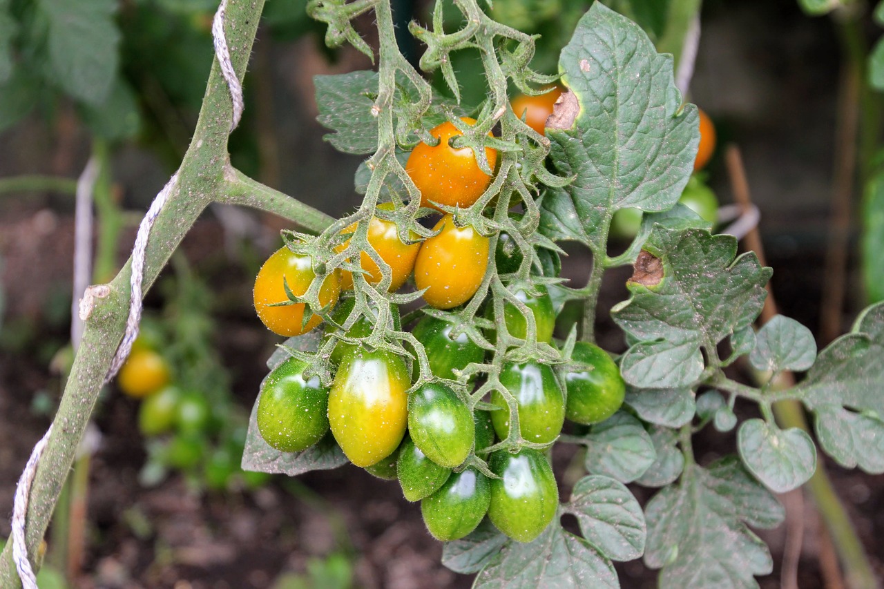 Pomidorai, Pomidorų Augalas, Auginimas, Savarankiškai Maitinimas, Nachtschattengewächs, Sodas, Maistas, Krūmų Pomidorai, Daržovių Auginimas, Nesubrendusio