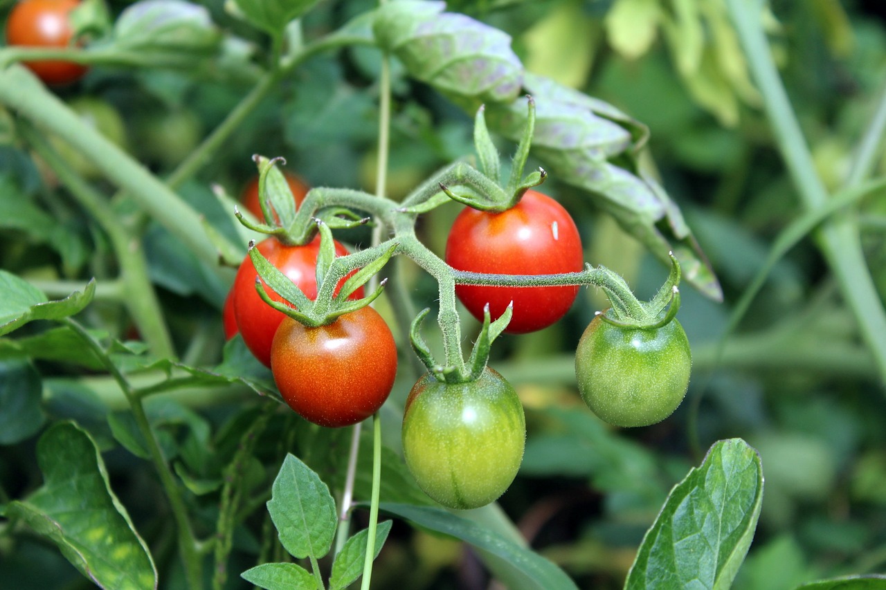 Pomidorai, Daržovės, Sodas, Valgymas, Auginimas, Maistas, Krūmas, Gamta, Sodo Augalas, Pomidoras Raudonas