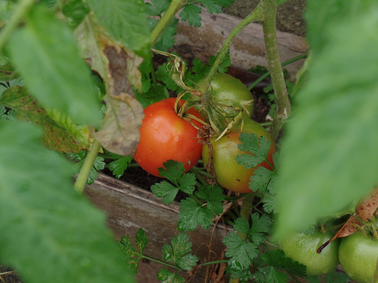 Pomidorai, Plantacija, Ekologiškas, Derlius, Nemokamos Nuotraukos,  Nemokama Licenzija