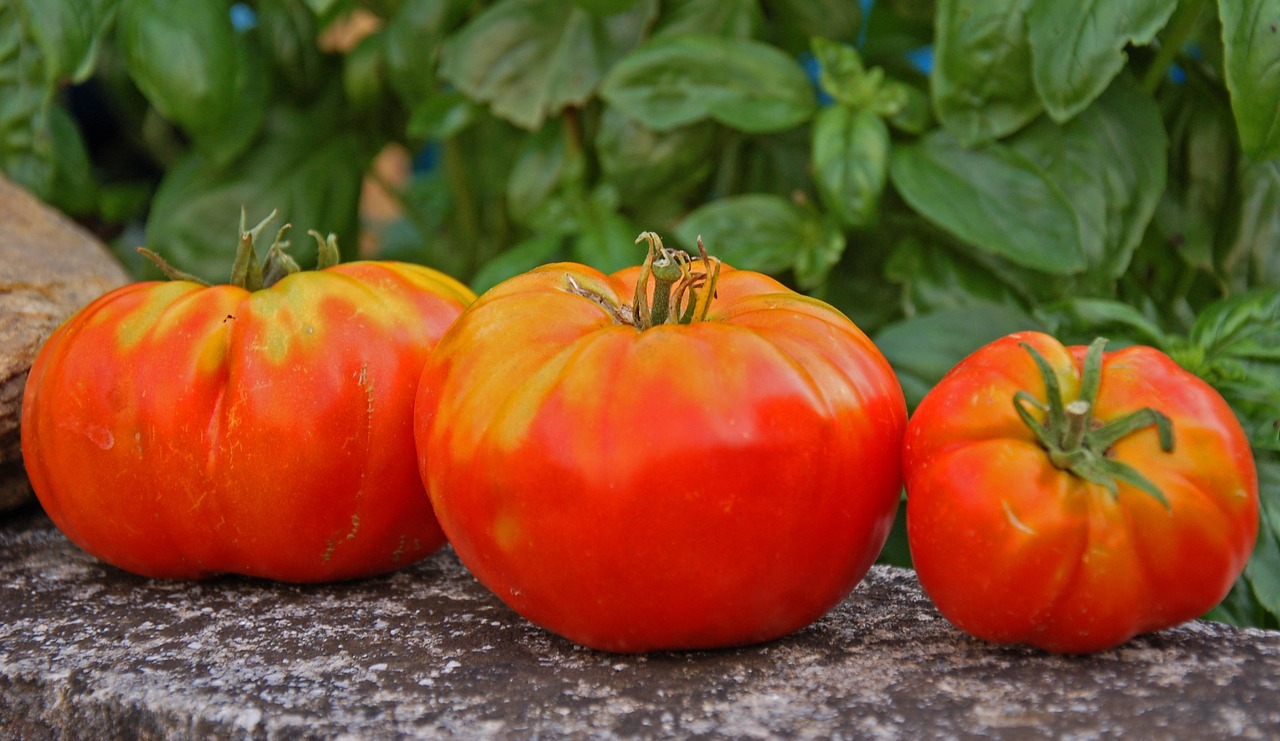 Pomidorai, Vaisiai, Prinokę, Nemokamos Nuotraukos,  Nemokama Licenzija
