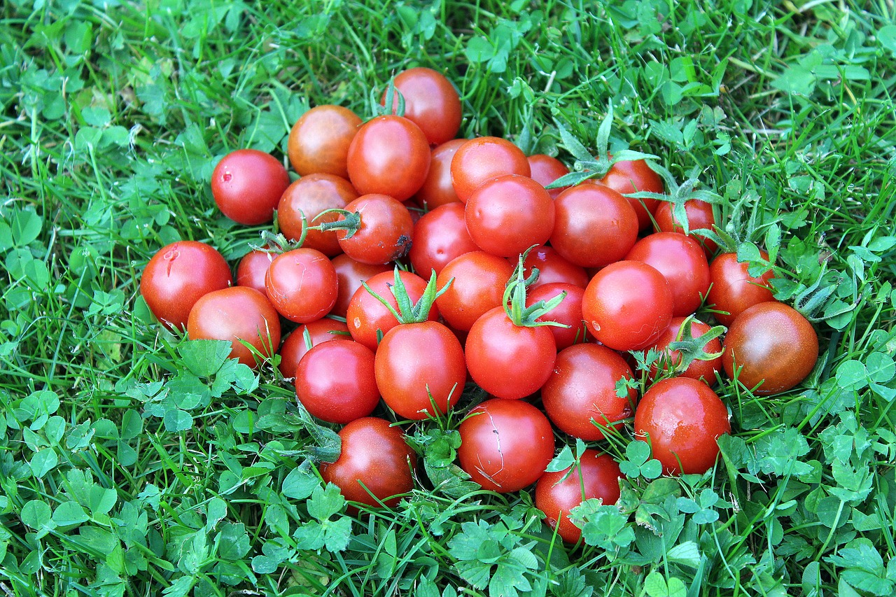 Pomidorai, Daržovės, Gamta, Valgymas, Raudona, Sveikata, Vitaminai, Vyšniniai Pomidorai, Nemokamos Nuotraukos,  Nemokama Licenzija