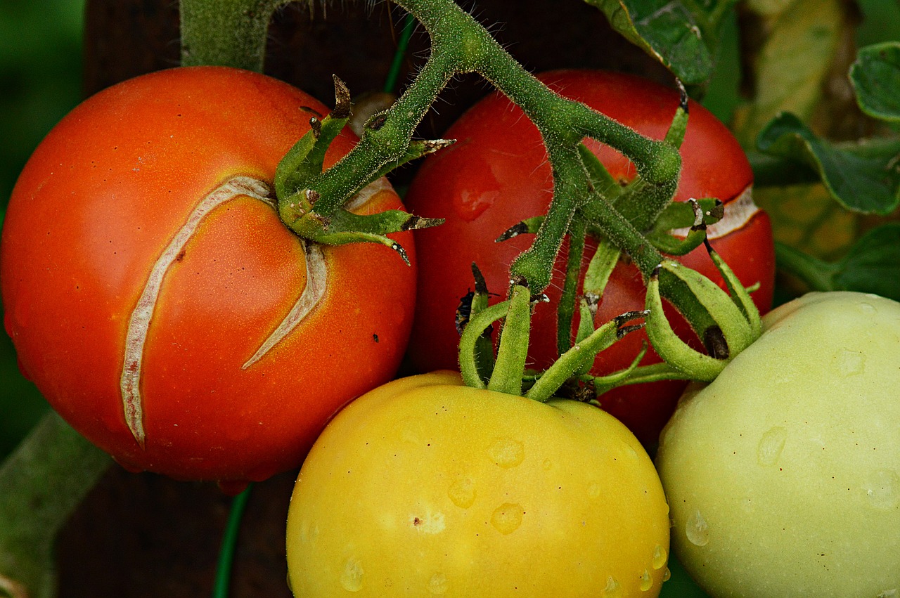 Pomidorai, Vaisiai, Vasara, Augalas, Prinokę Vaisiai, Klasteriniai Pasėliai, Gamta, Sodas, Nemokamos Nuotraukos,  Nemokama Licenzija