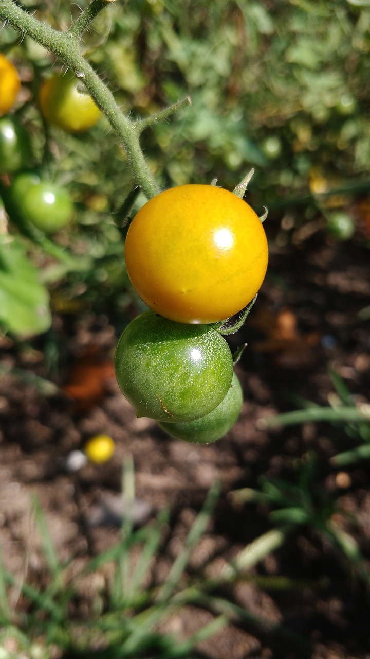 Pomidorai, Daržovių, Sodas, Vyšniniai Pomidorai, Mažas, Raudonas Pomidoras, Žalia Pomidorų, Augalas, Nemokamos Nuotraukos,  Nemokama Licenzija