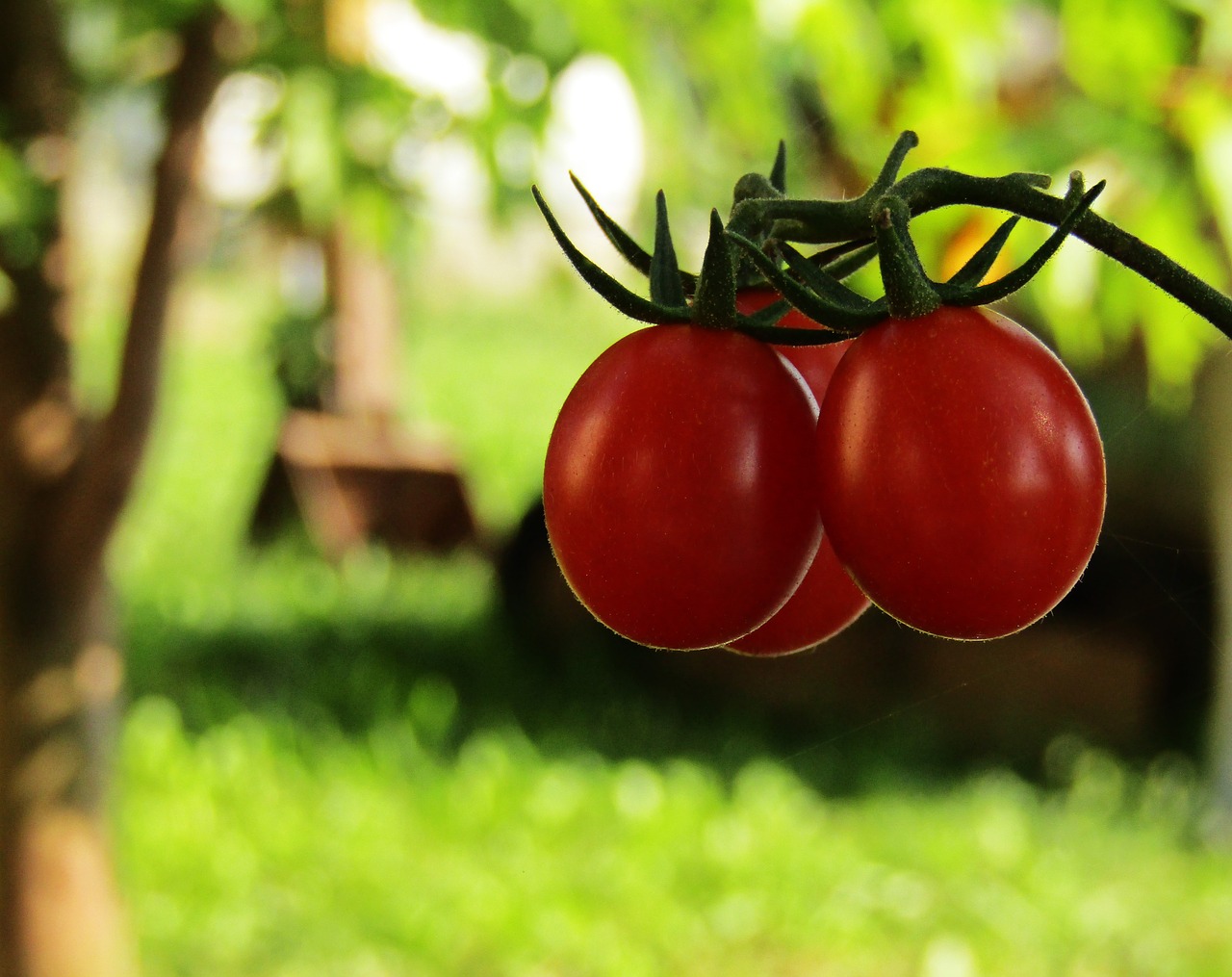 Pomidorai, Augalai, Sodas, Maisto Produktai, Kultivuoti, Vaisiai, Gamta, Valgyti, Žemdirbystė, Maistas
