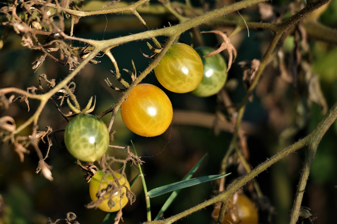 Pomidorai, Daržovės, Maistas, Geltona, Sodas, Sveikas, Augalas, Nemokamos Nuotraukos,  Nemokama Licenzija