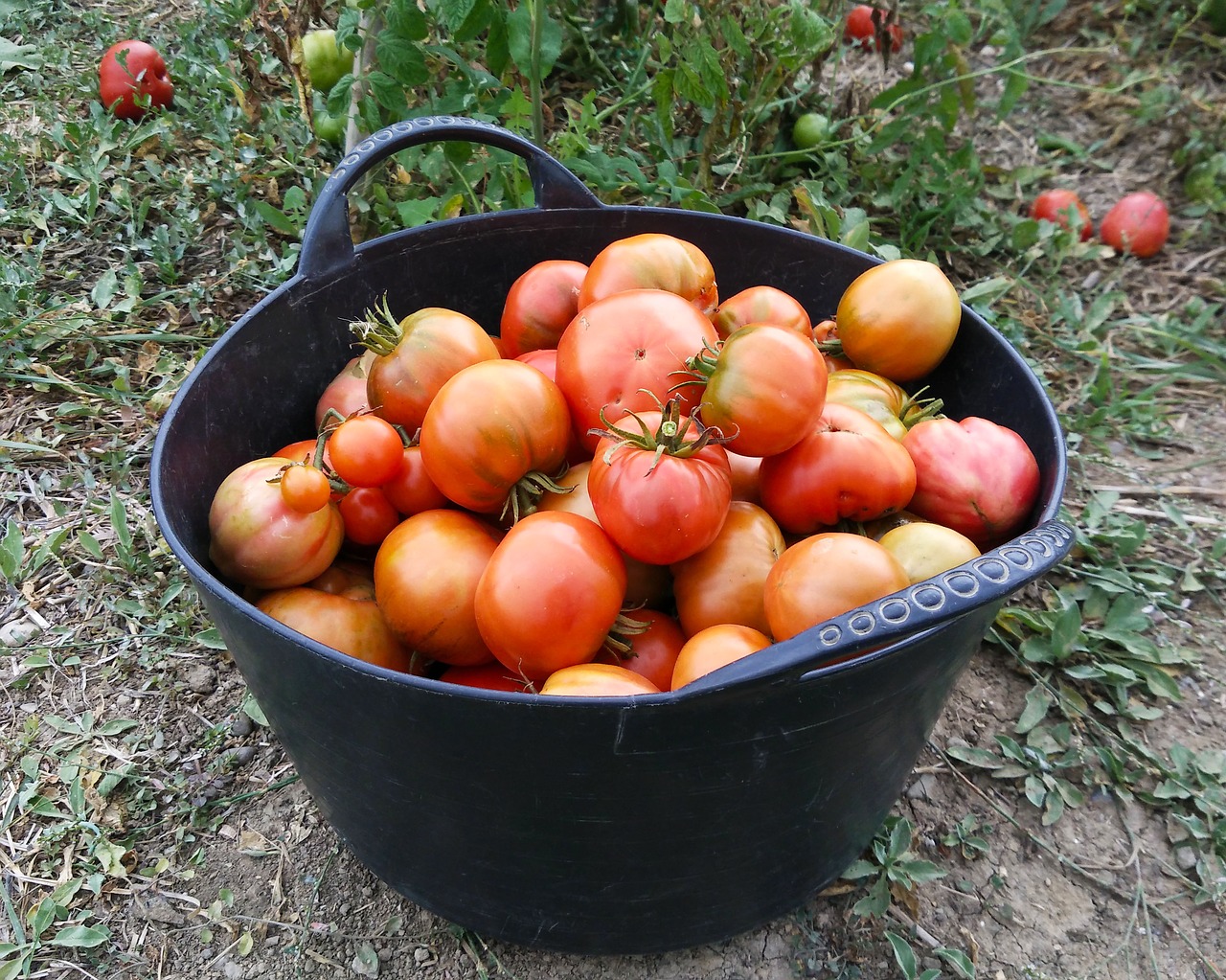 Pomidorai, Derlius, Vaisių Sodas, Maistas, Daržovių, Sveikas, Žemdirbystė, Subrendęs, Daržovės, Auginimas
