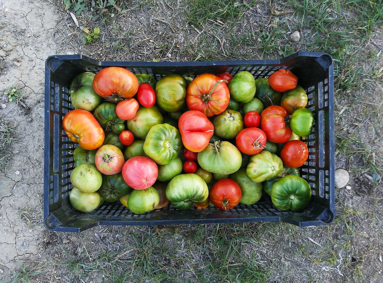 Pomidorai, Žali Pomidorai, Derlius, Auginimas, Vaisių Sodas, Huerta, Žalias, Sveikas, Daržovės, Maistas