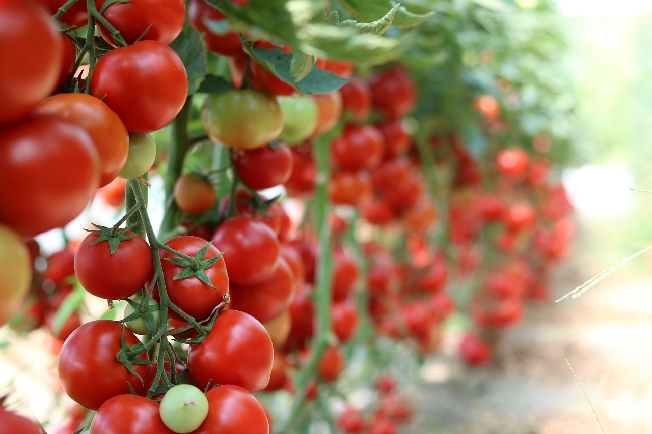 Pomidorai, Sodas, Daržovės, Sveikas, Auginimas, Augalas, Bio, Nemokamos Nuotraukos,  Nemokama Licenzija