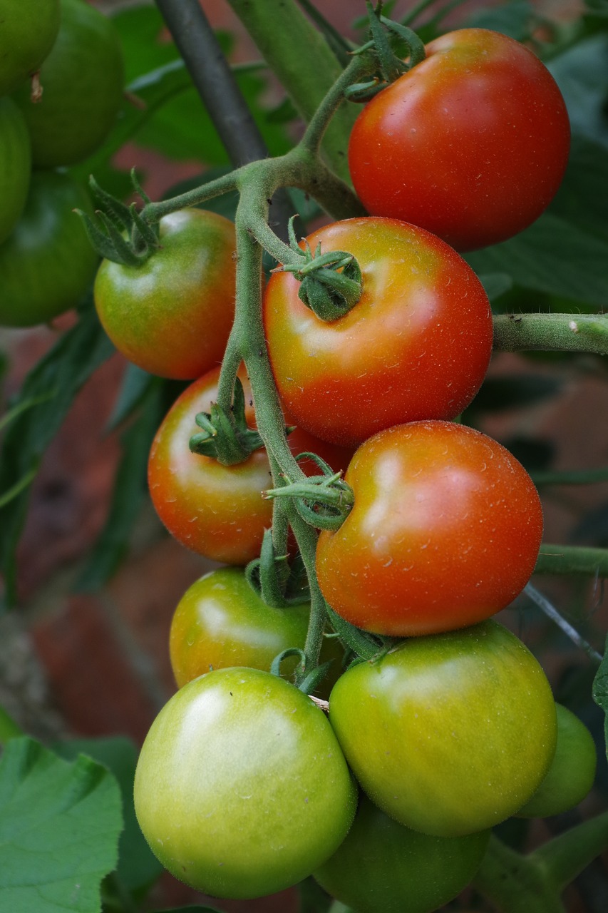 Pomidorai,  Vasara,  Raudona,  Žalias,  Daržovės,  Sveiki,  Maisto,  Skanus,  Šviežias,  Mitybos