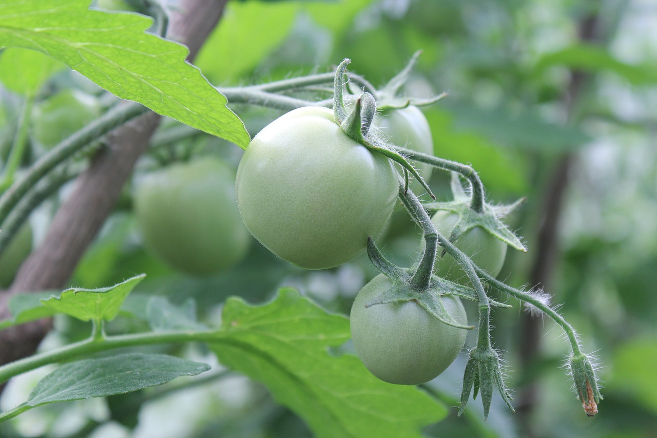 Pomidorai,  Žalias,  Sodybos,  Daržovių Sodas,  Šiltnamio Efektą Sukeliančių,  Daržovės,  Mitybos,  Maisto,  Virėjas,  Derlius