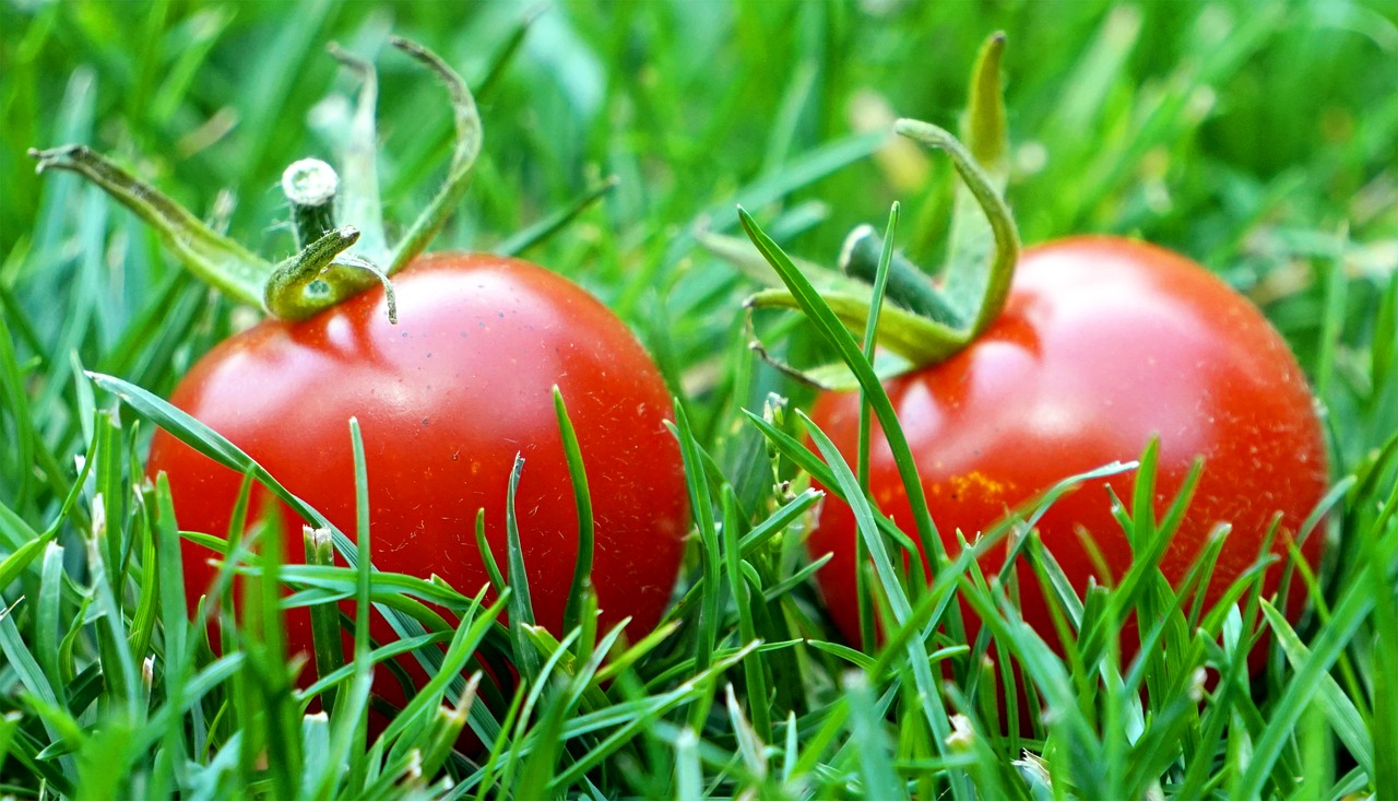 Pomidorai,  Raudona,  Prinokę,  Daržovės,  Vitaminai,  Maistas, Nemokamos Nuotraukos,  Nemokama Licenzija