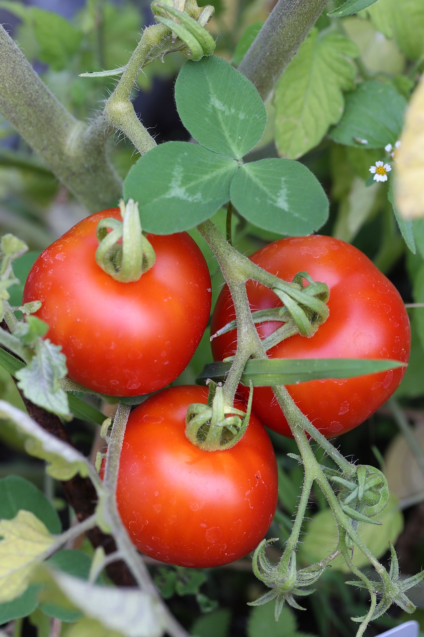 Pomidorai,  Sodas,  Derlius,  Daržovės,  Santvaros,  Biotomaten, Nemokamos Nuotraukos,  Nemokama Licenzija