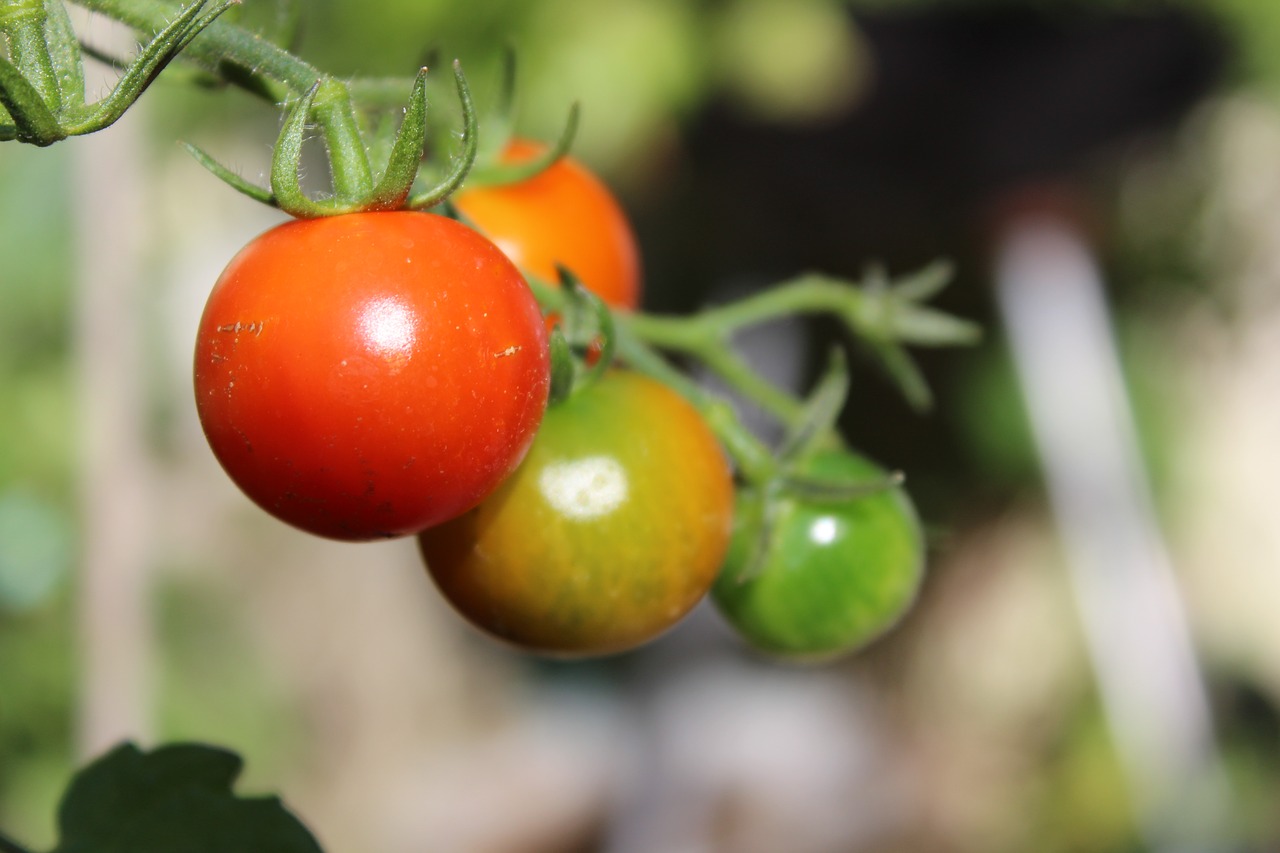 Pomidorai,  Daržovės,  Valgyti,  Raudona,  Vitaminai,  Bio,  Maisto,  Prinokę,  Salotos,  Dieta