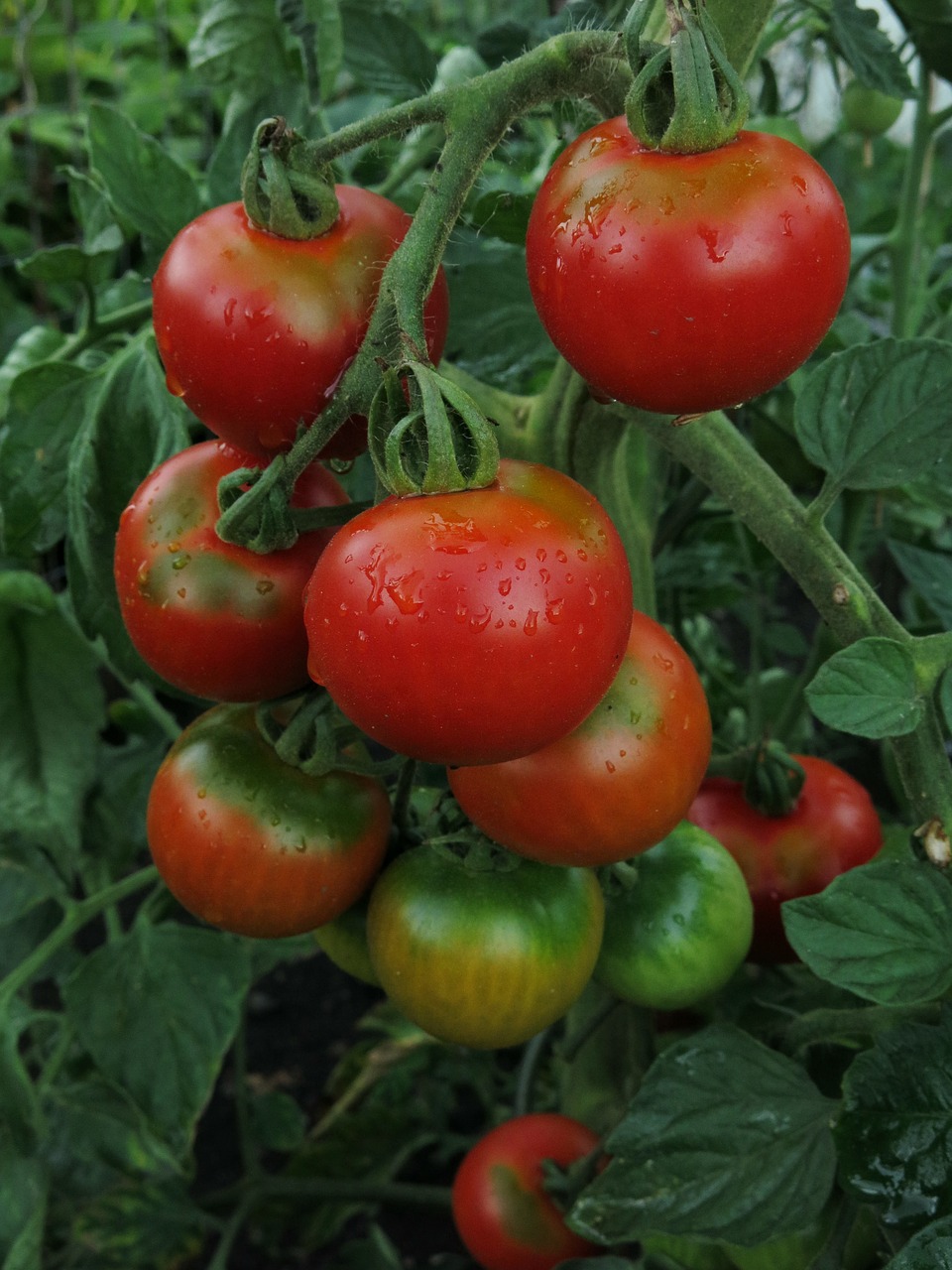 Pomidorai,  Derva Gaisro,  Daržovės,  Raudona,  Sveiki,  Šviežias,  Vitaminai,  Valgyti,  Mitybos,  Prinokę