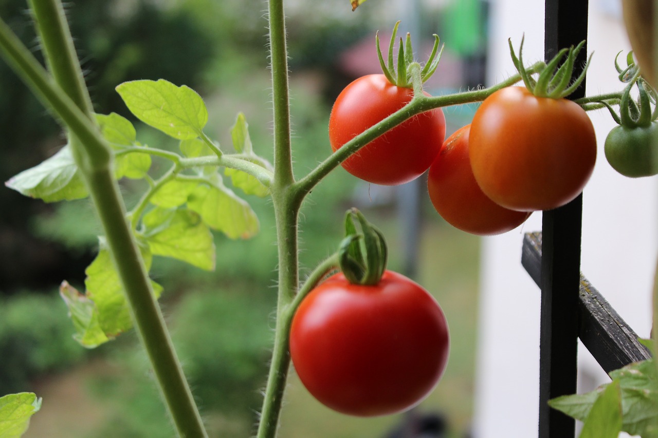 Pomidorai,  Augalų,  Balkin,  Daržovės,  Sveiki,  Šviežias,  Maisto,  Žalias,  Raudona,  Bio