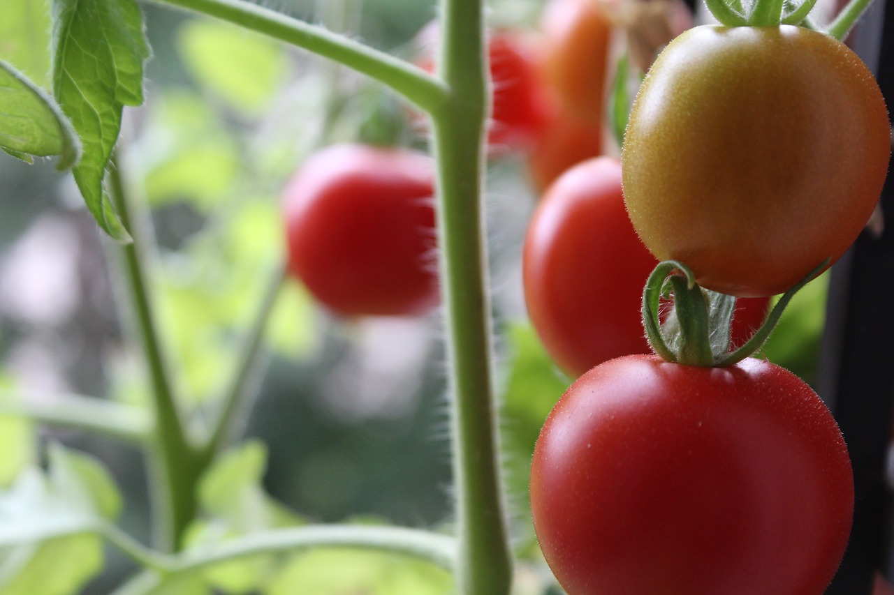 Pomidorai,  Augalų,  Balkin,  Daržovės,  Sveiki,  Šviežias,  Maisto,  Žalias,  Raudona,  Bio