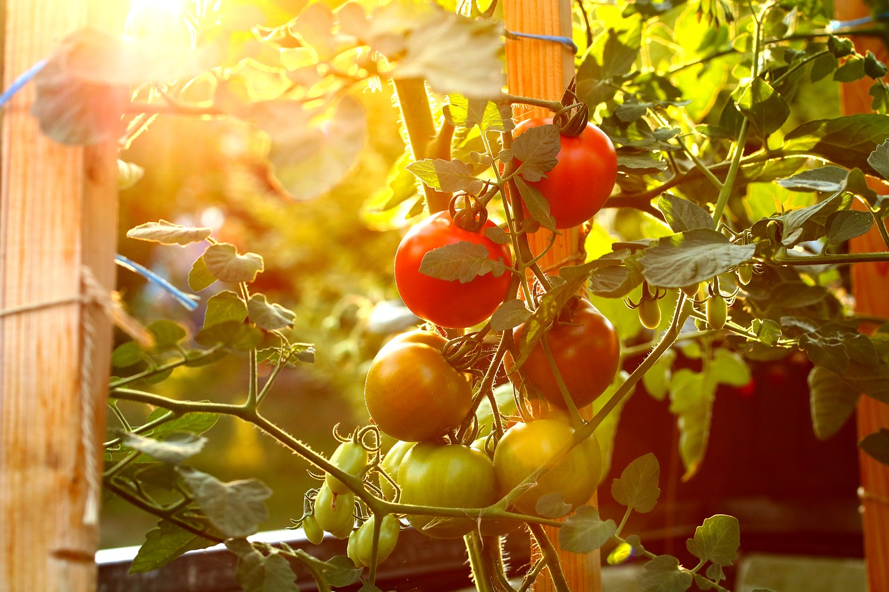 Pomidorai,  Daržovės,  Auginimas,  Subrendęs,  Sveiki,  Sodas,  Vasara, Nemokamos Nuotraukos,  Nemokama Licenzija
